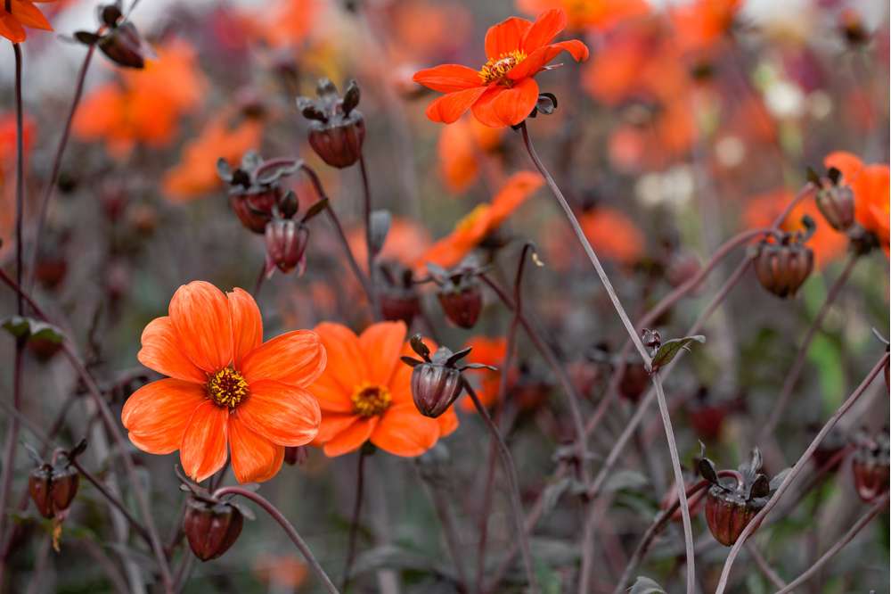 Dahlia 'Bishop of Oxford'